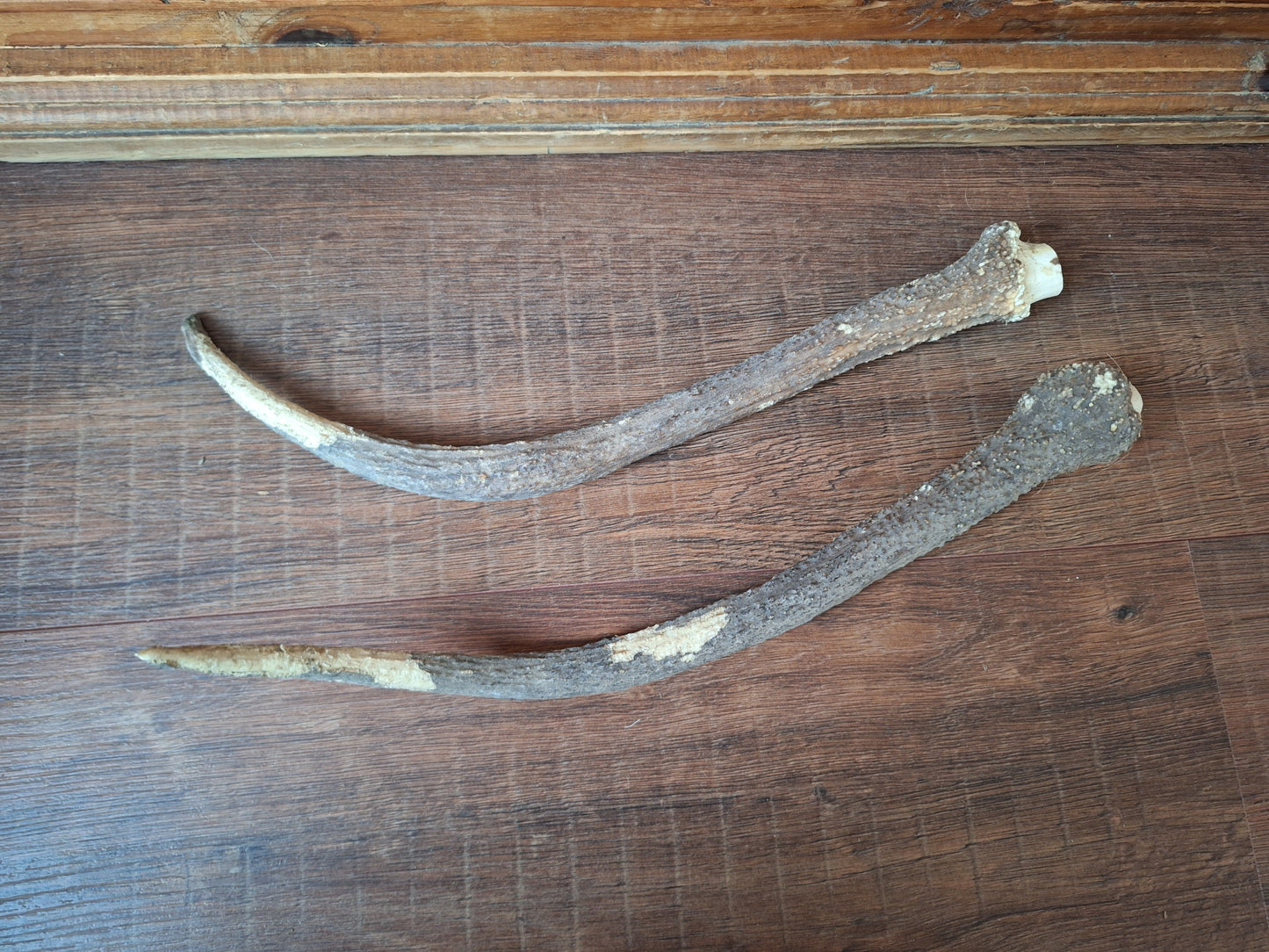 Red deer antlers, set of two #3 B-quality