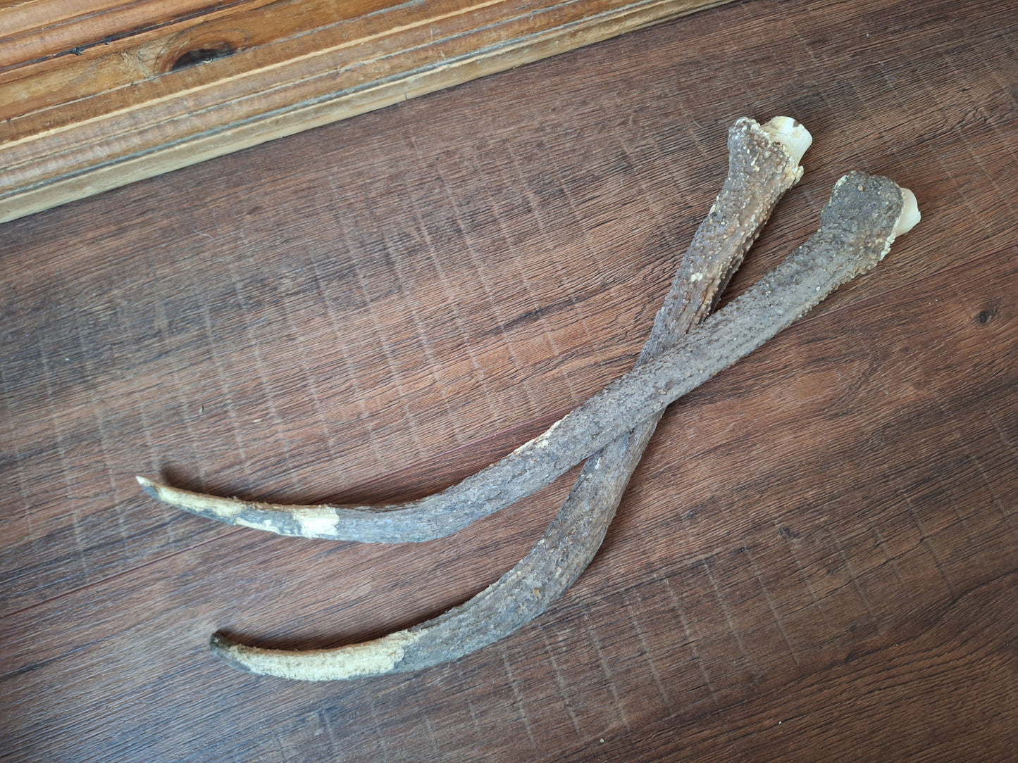 Red deer antlers, set of two #3 B-quality