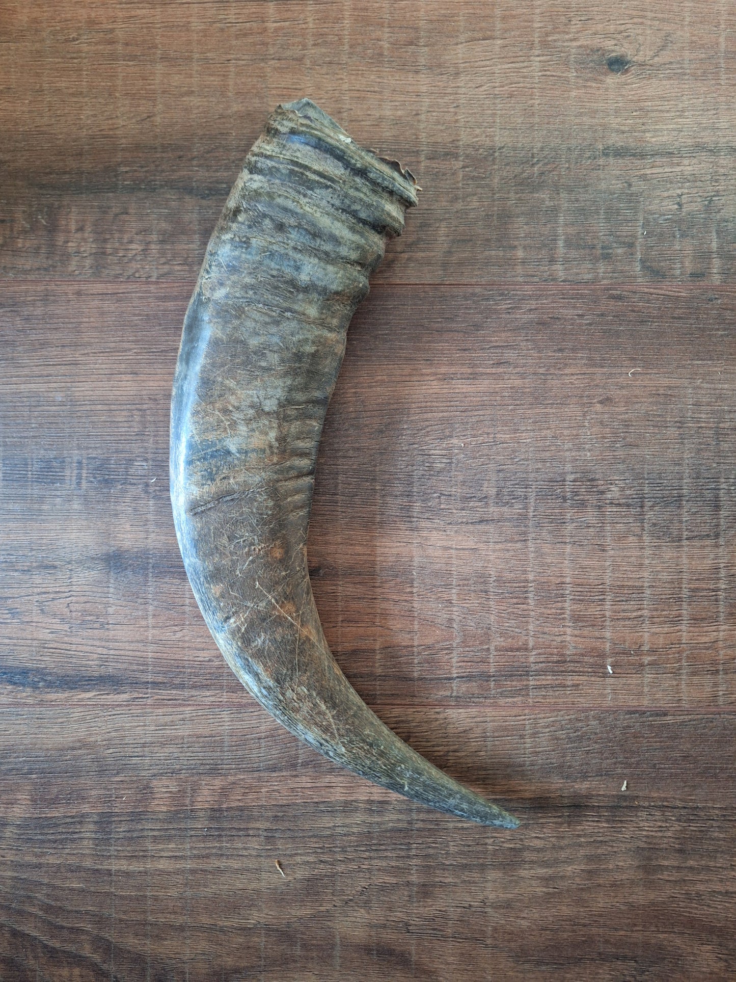 Water buffalo horns, single