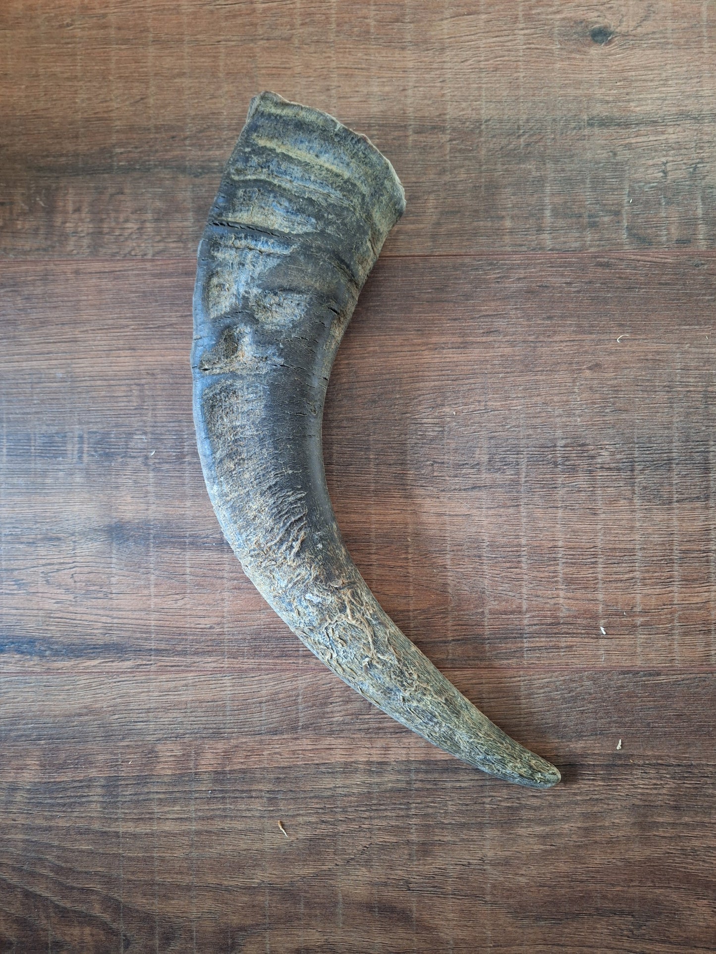 Water buffalo horns, single
