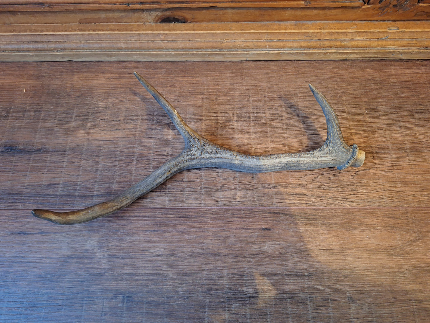 Red deer antler, single #5