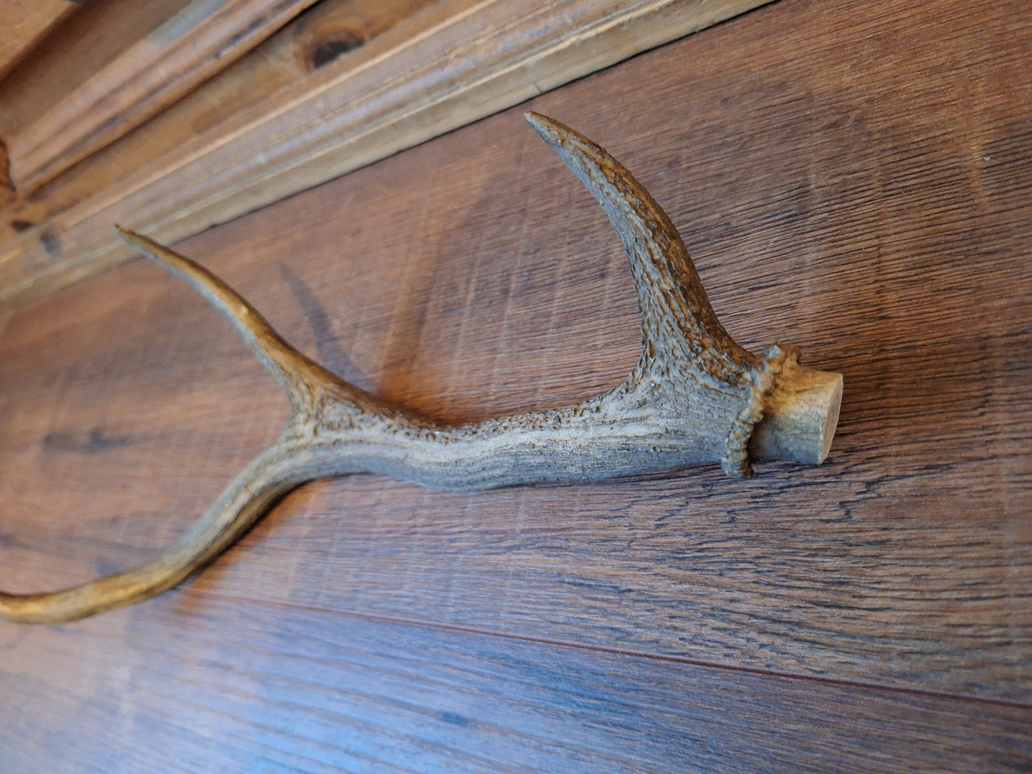 Red deer antler, single #5