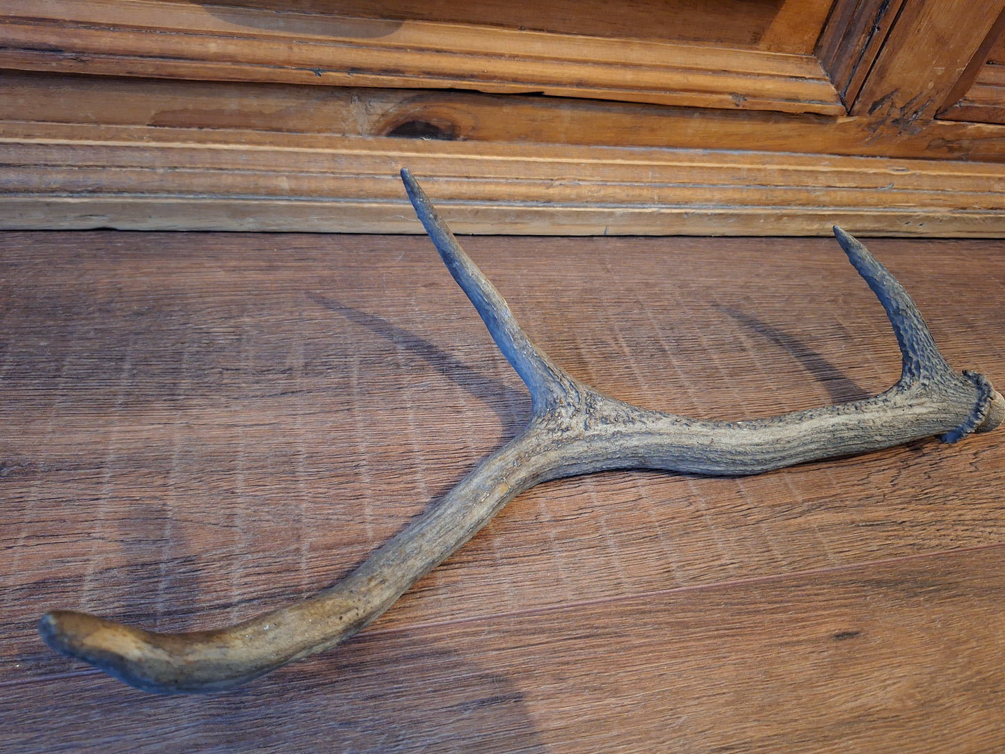 Red deer antler, single #5