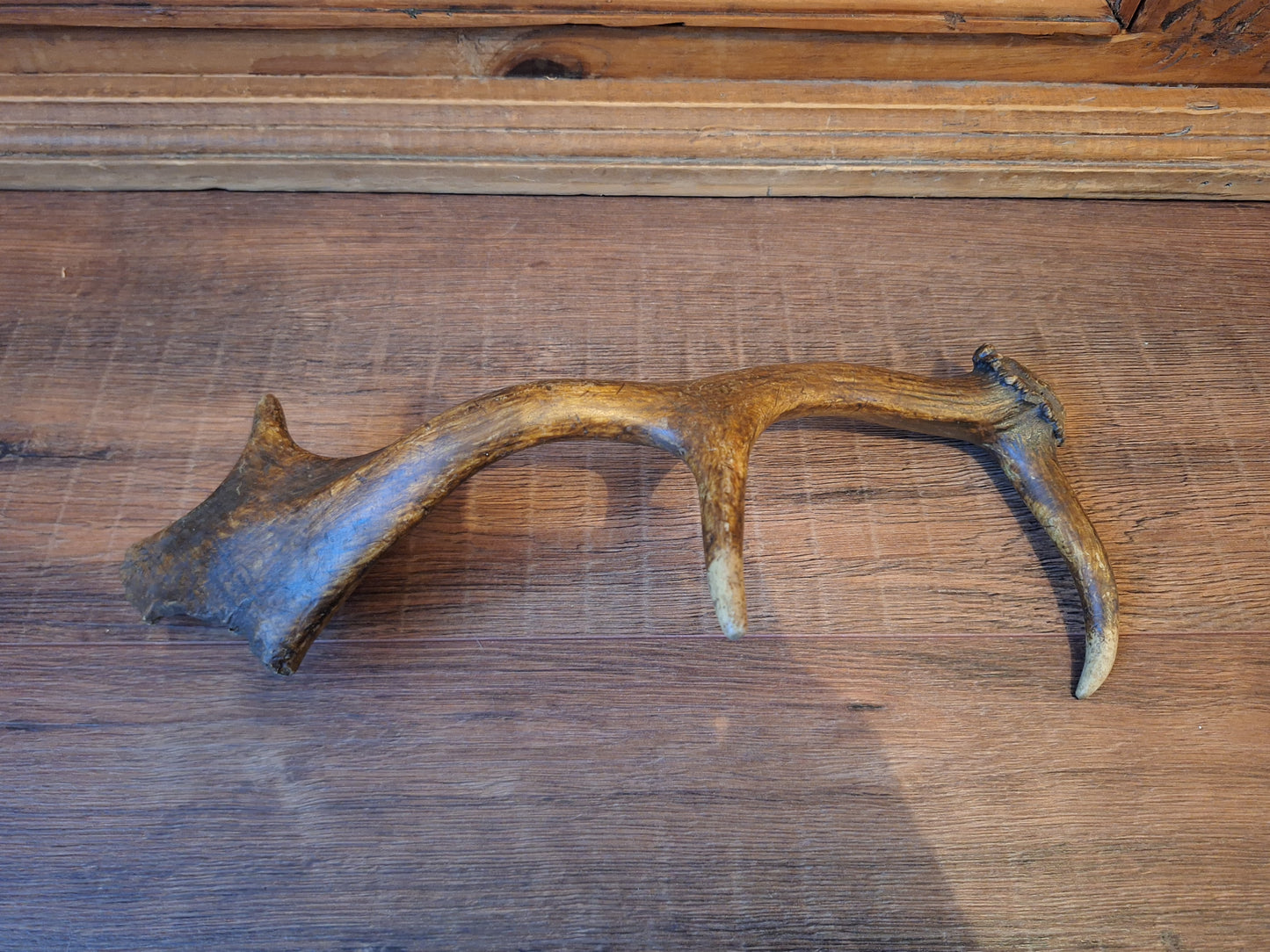 Fallow deer antler, single #10