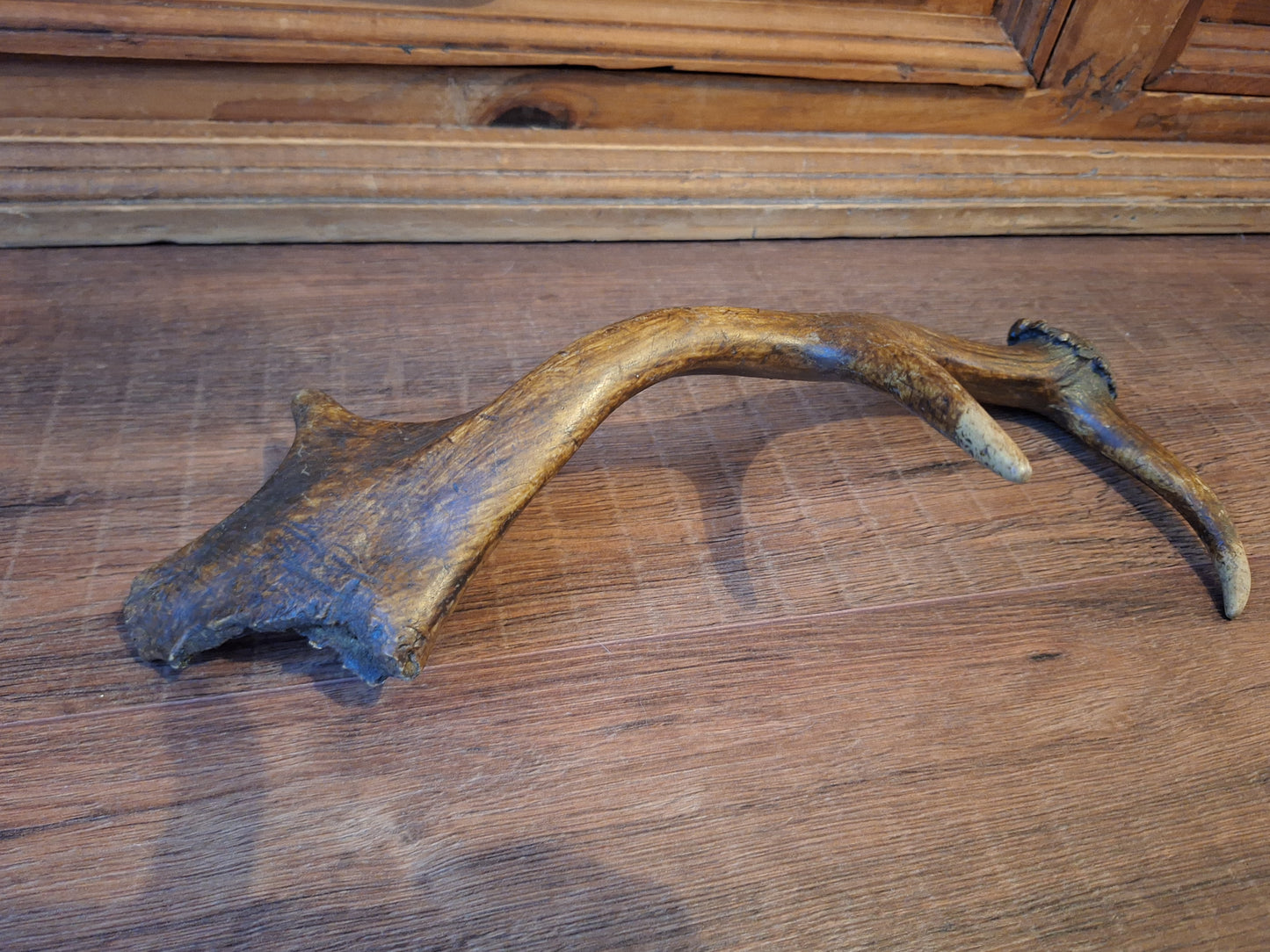 Fallow deer antler, single #10