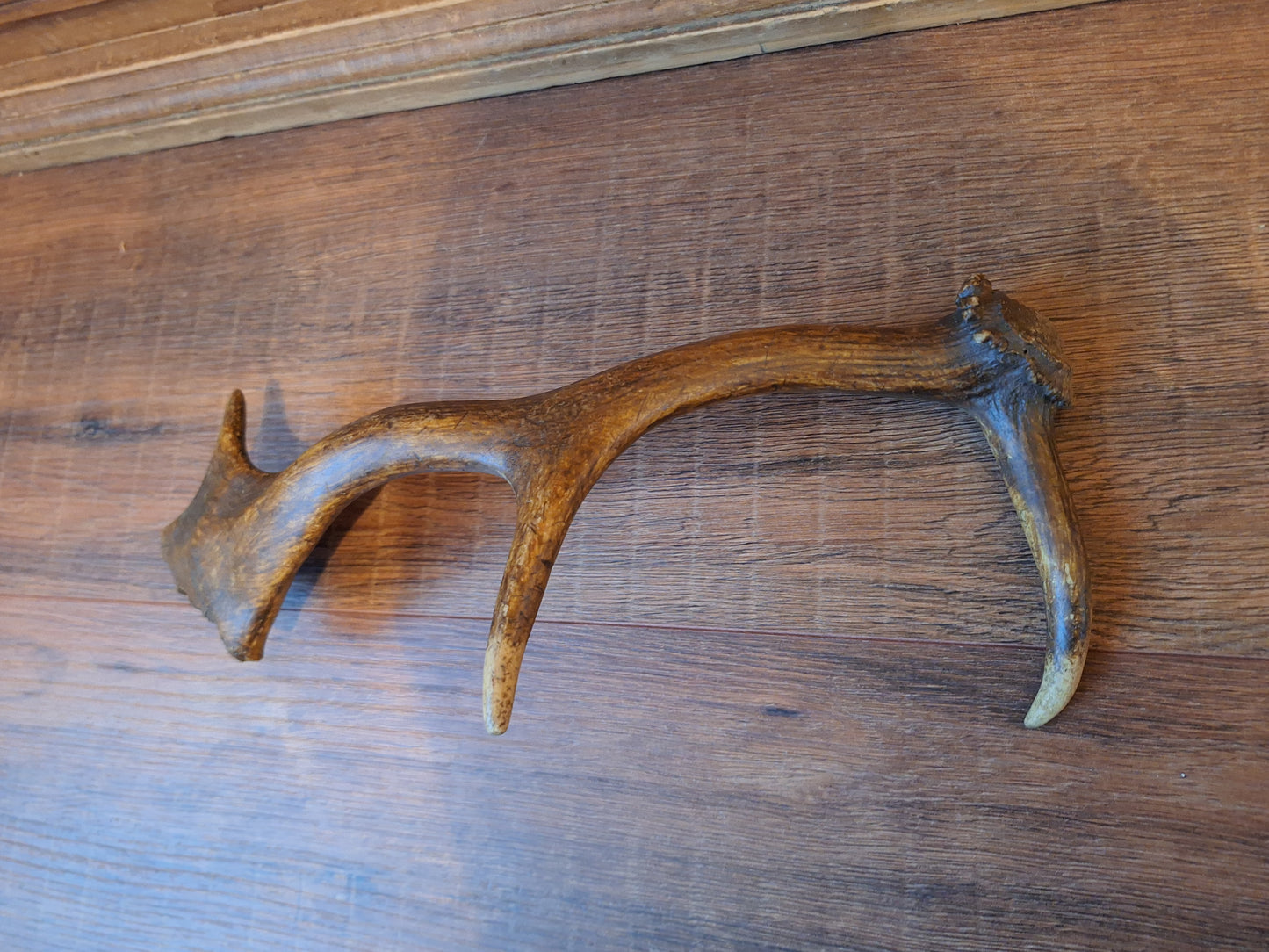 Fallow deer antler, single #10