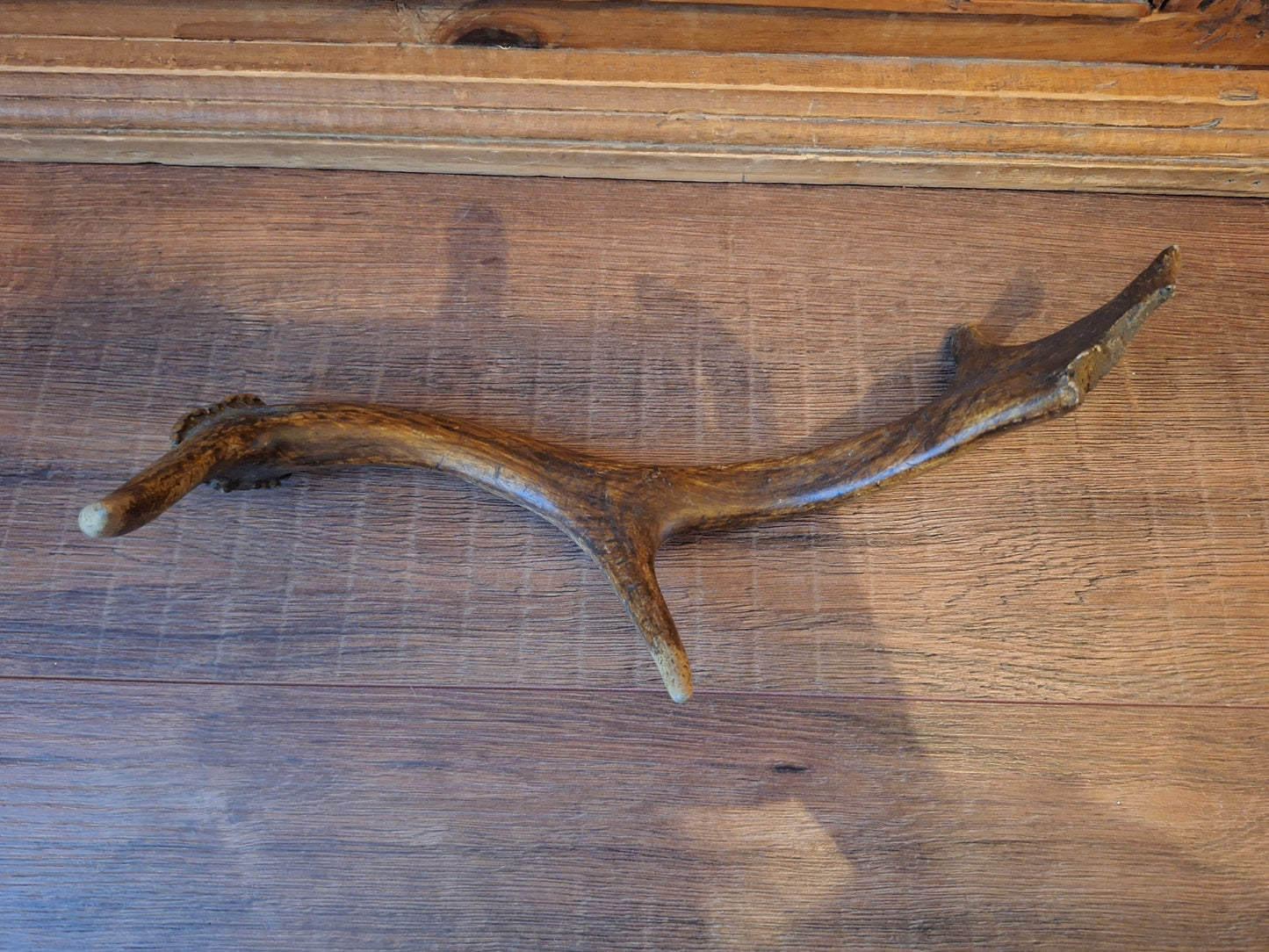 Fallow deer antler, single #10