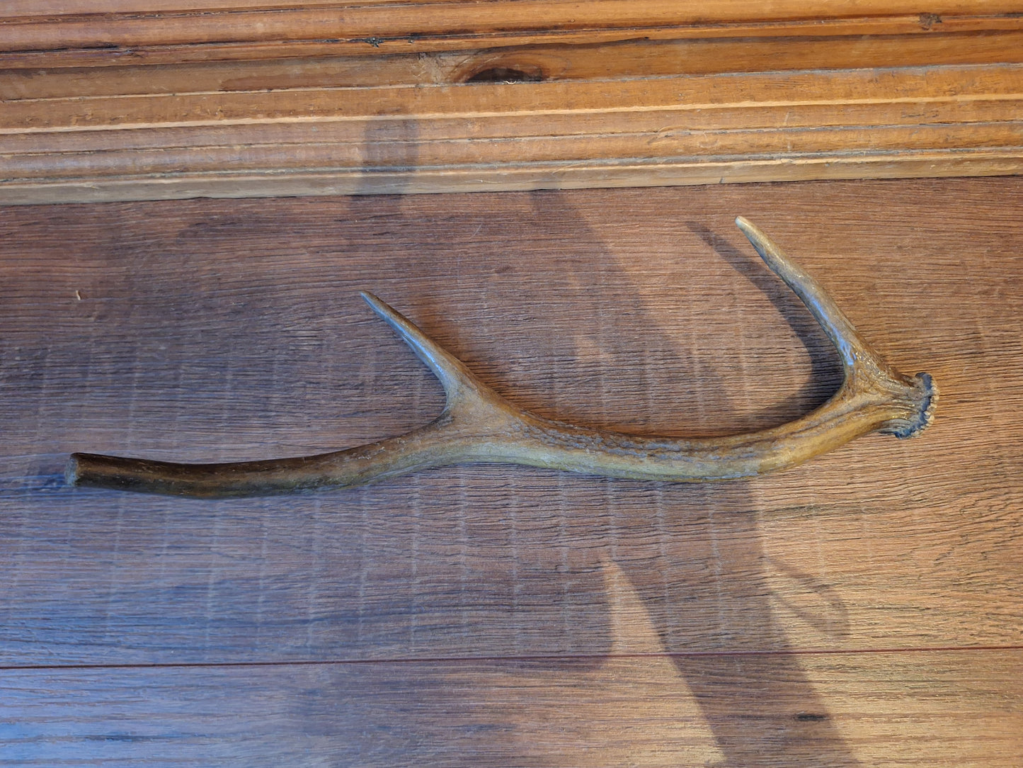 Red deer antler, single #4