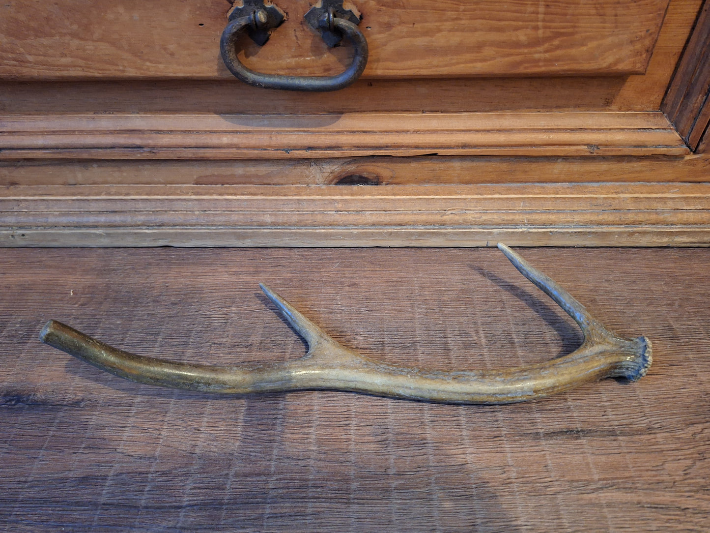 Red deer antler, single #4