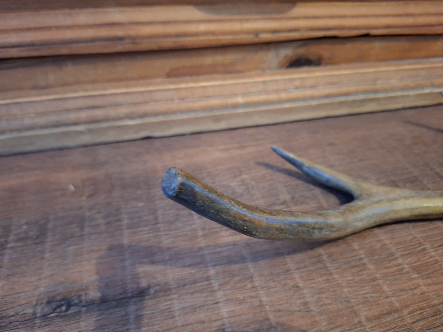 Red deer antler, single #4