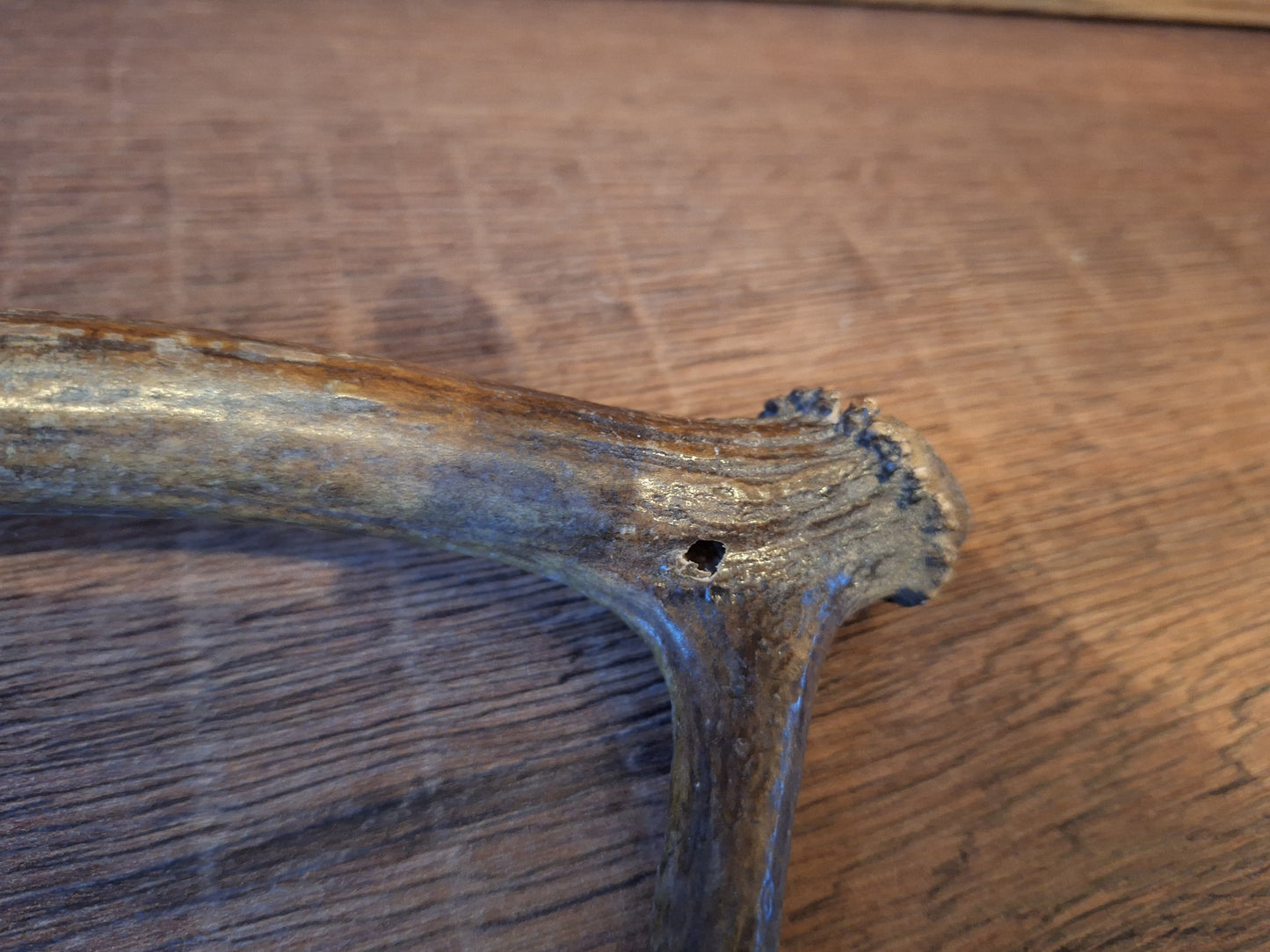 Red deer antler, single #4