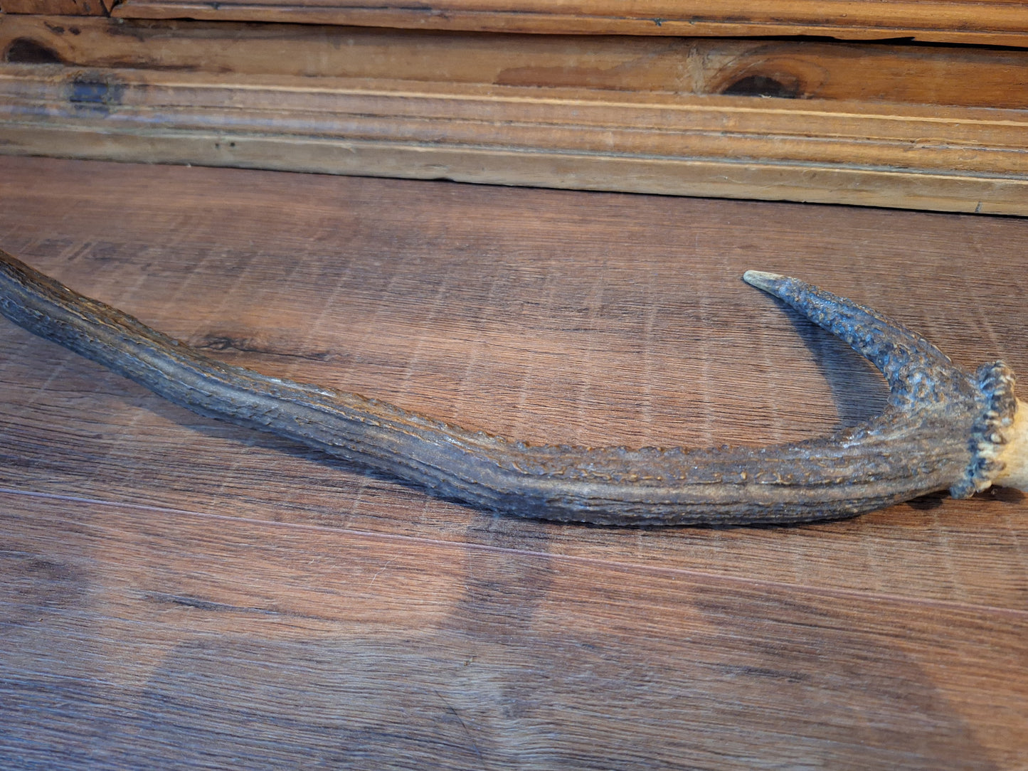 Red deer antler, single #3