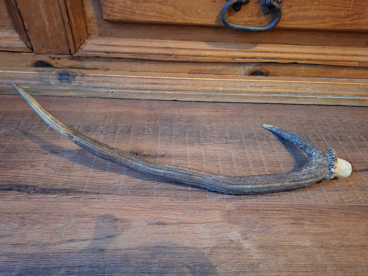 Red deer antler, single #3