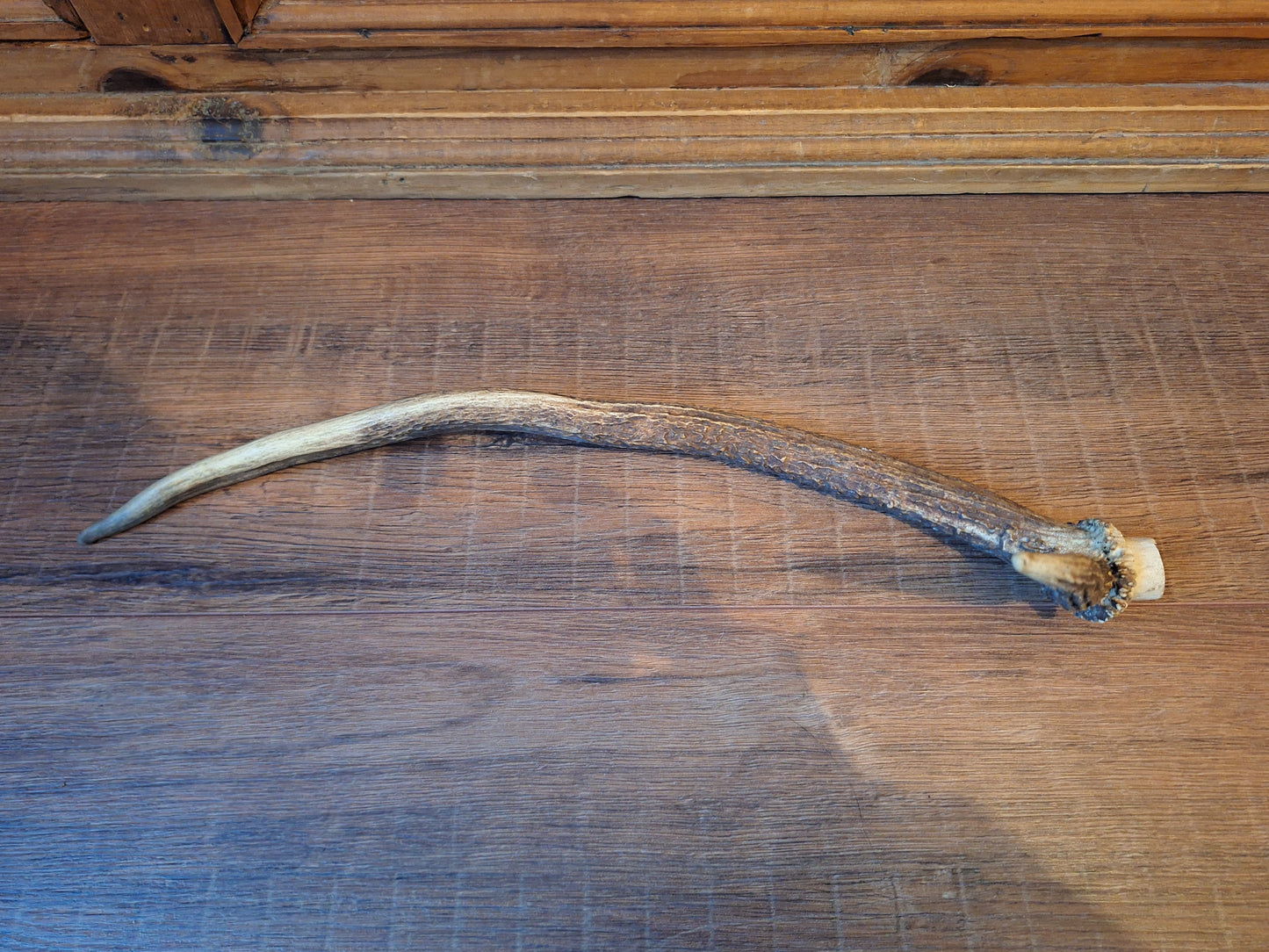 Red deer antler, single #3