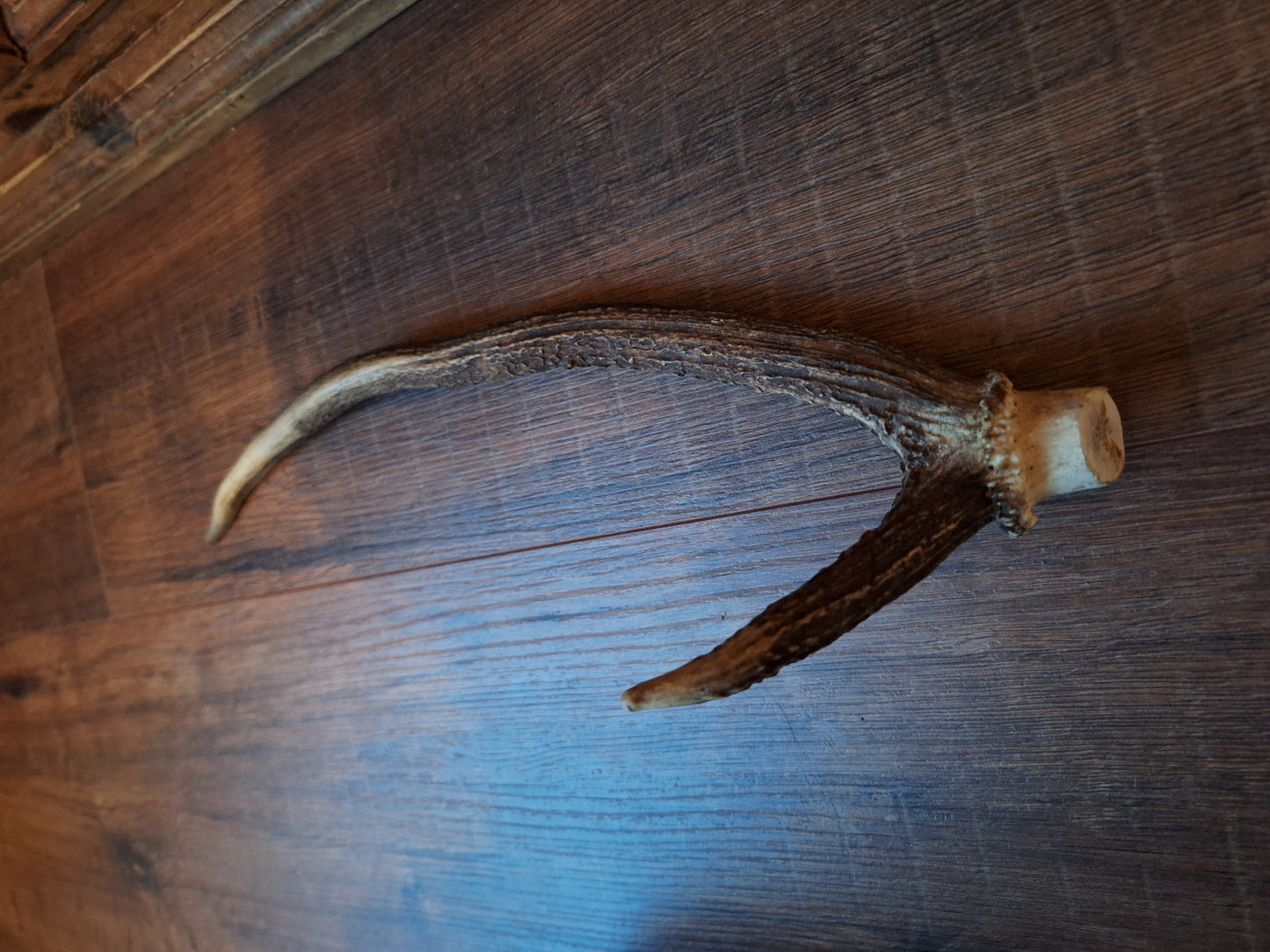 Red deer antler, single #3