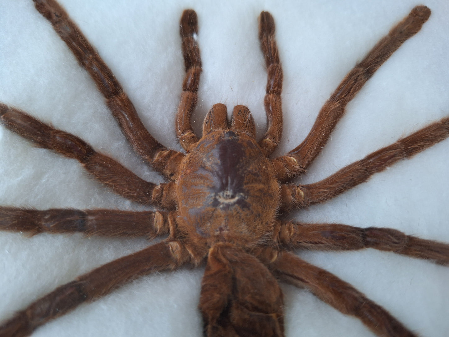 Tarantula taxidermy, framed