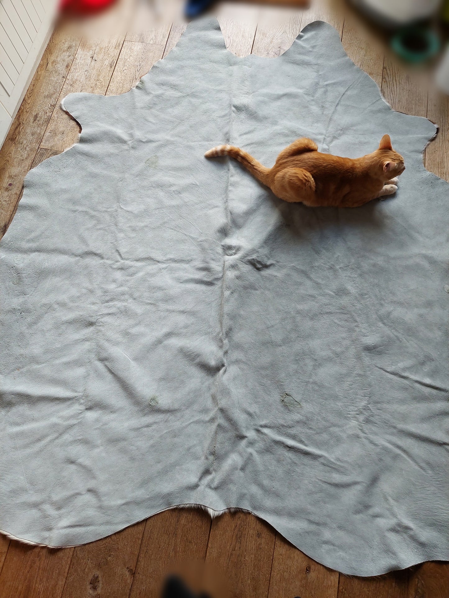 Cow hide