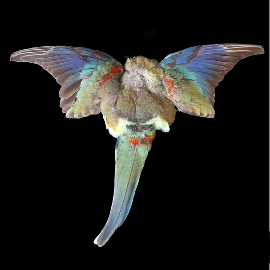 Rainbow parakeet complete skin