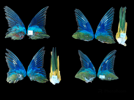 Splendid parakeet set of wings (and tail), B-quality