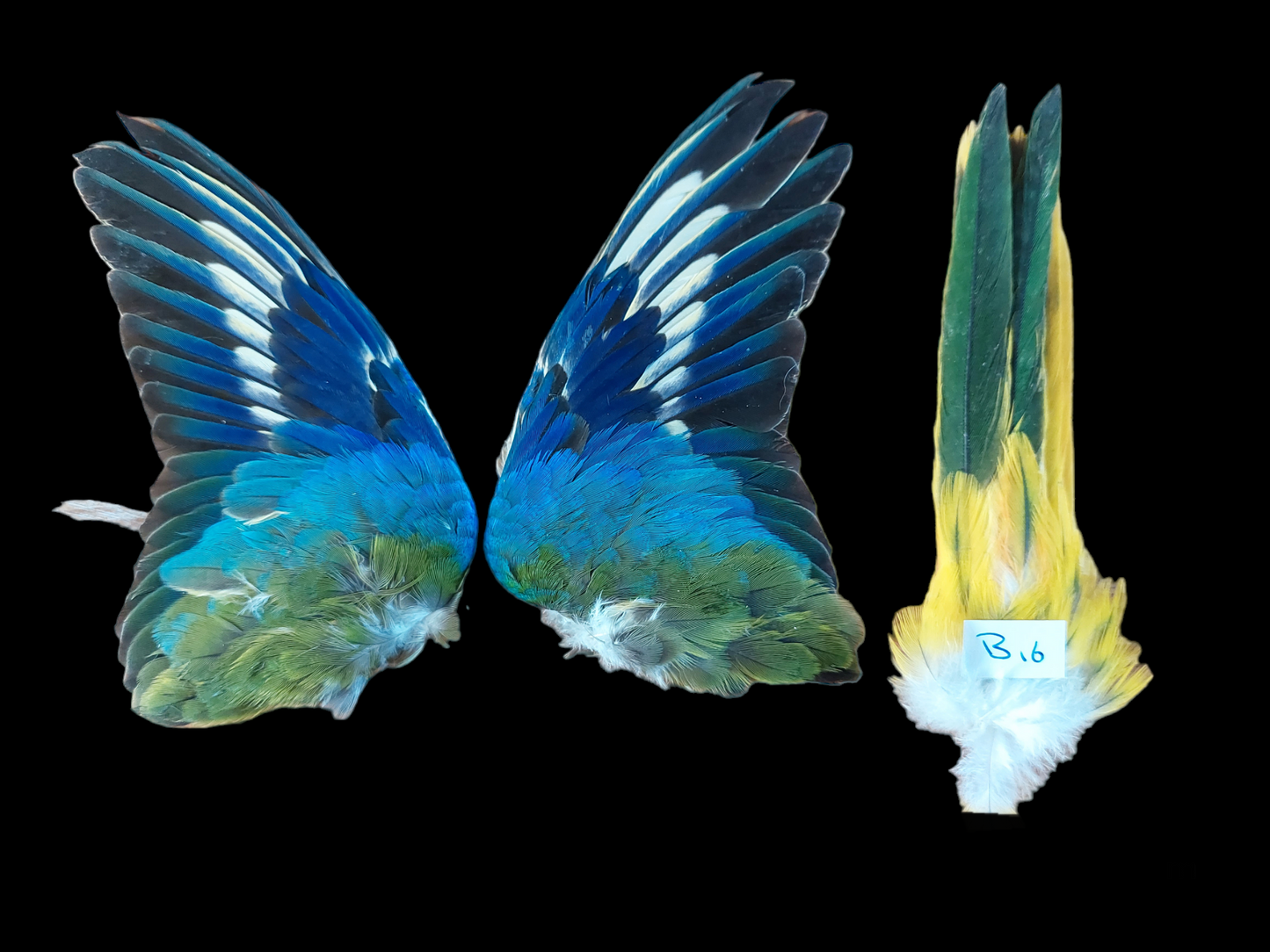 Splendid parakeet set of wings (and tail), B-quality