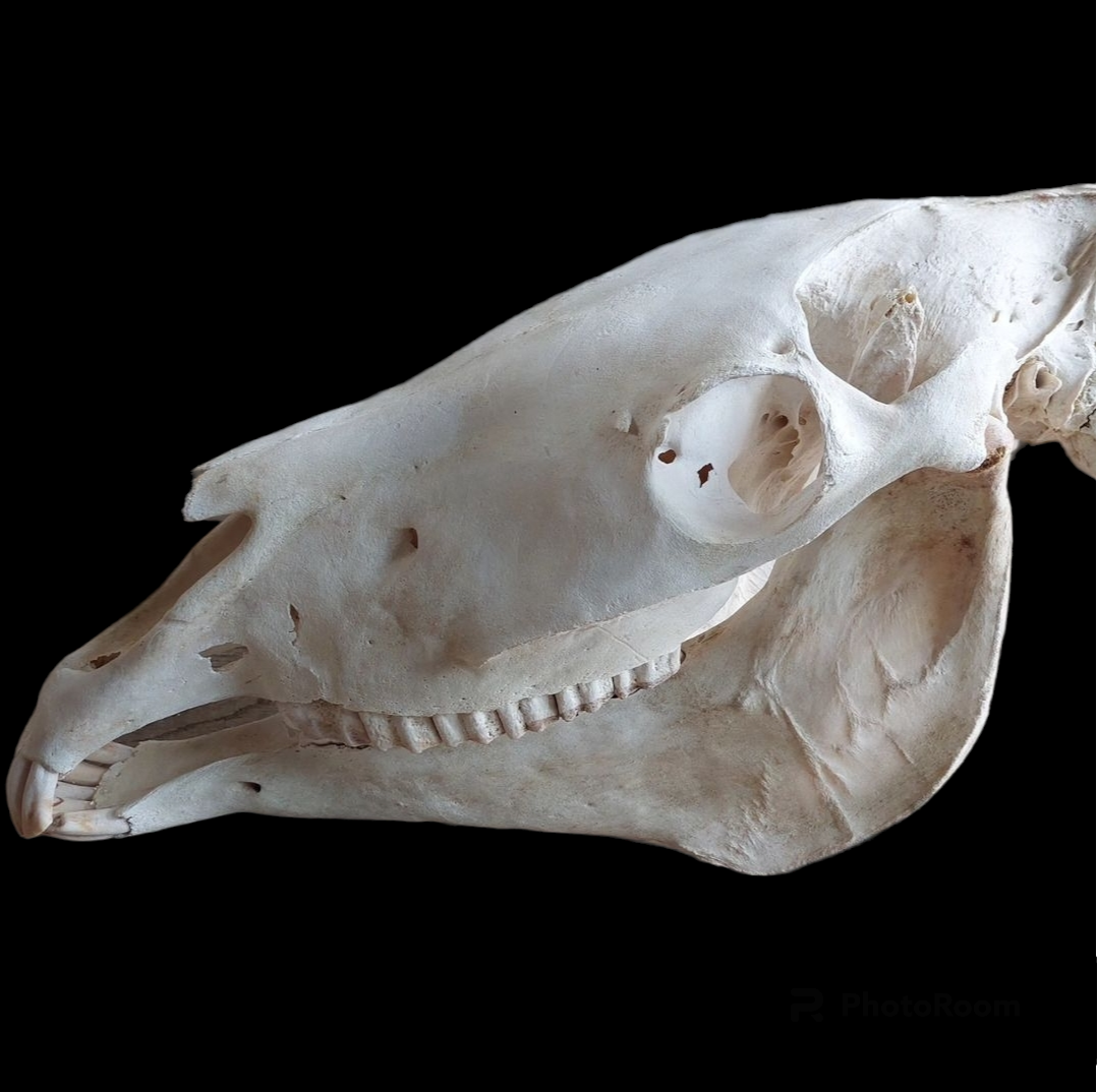 Horse skull