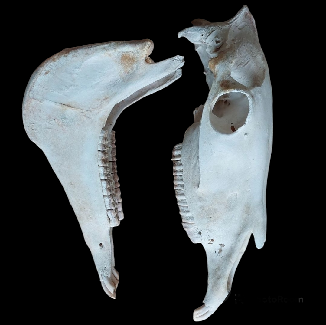 Horse skull
