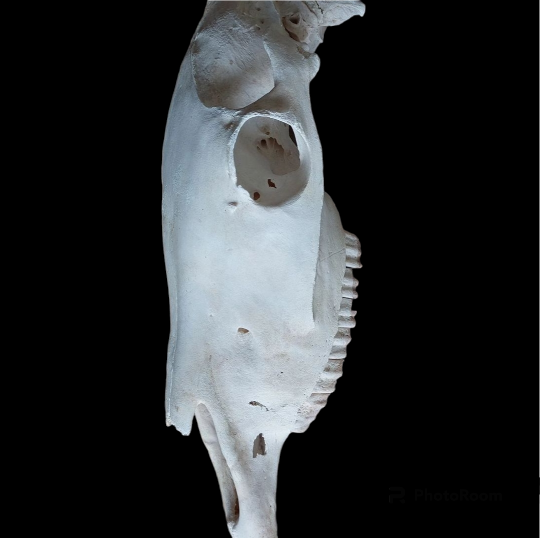 Horse skull
