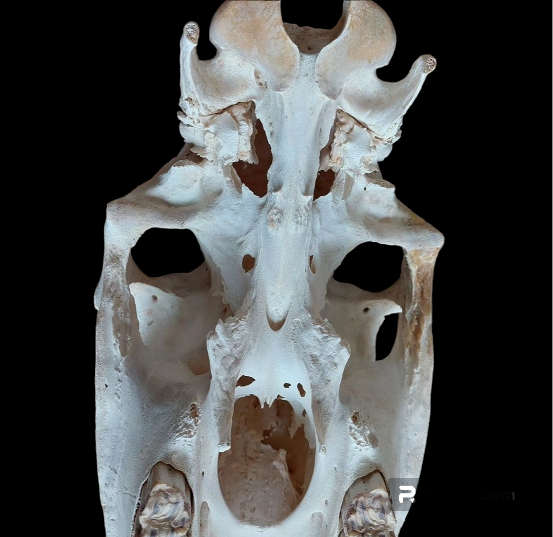 Horse skull