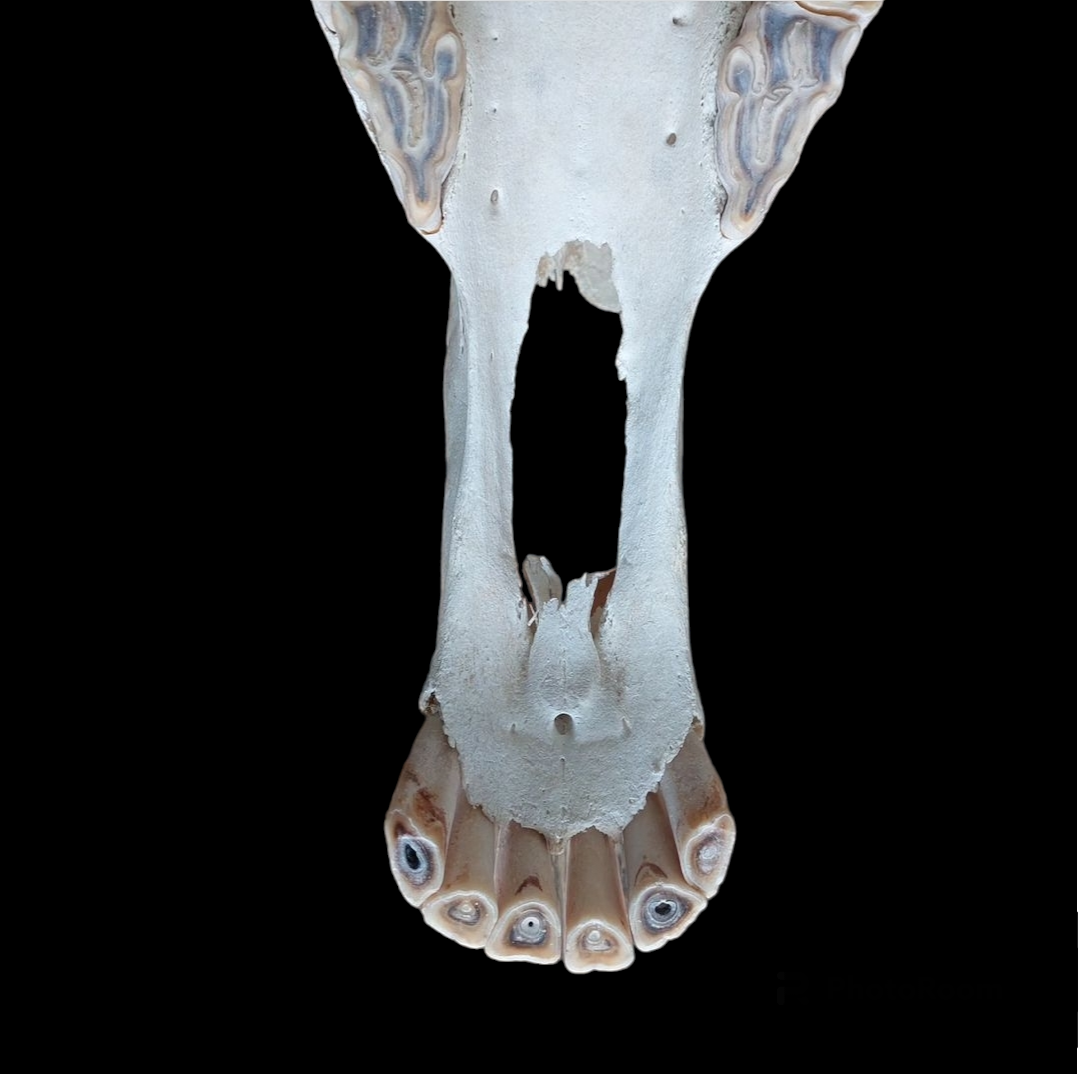 Horse skull