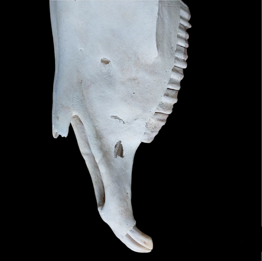 Horse skull