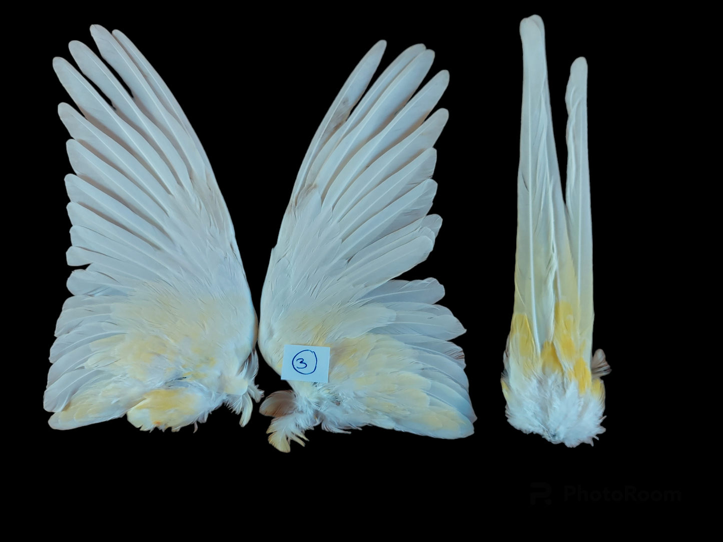 Red-rumped parrot set of wings, B-quality