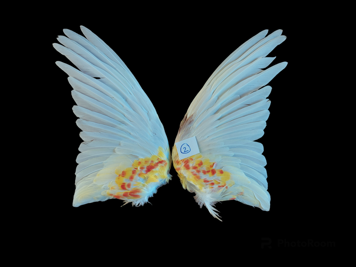 Rosella set of wings, B-quality