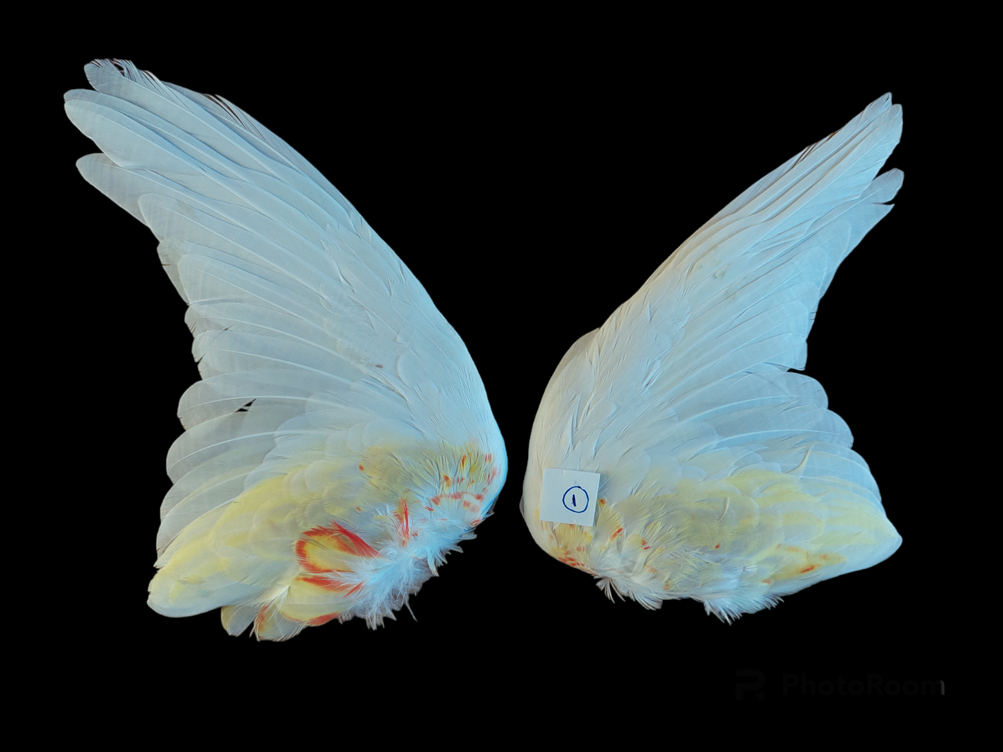 Rosella set of wings, B-quality