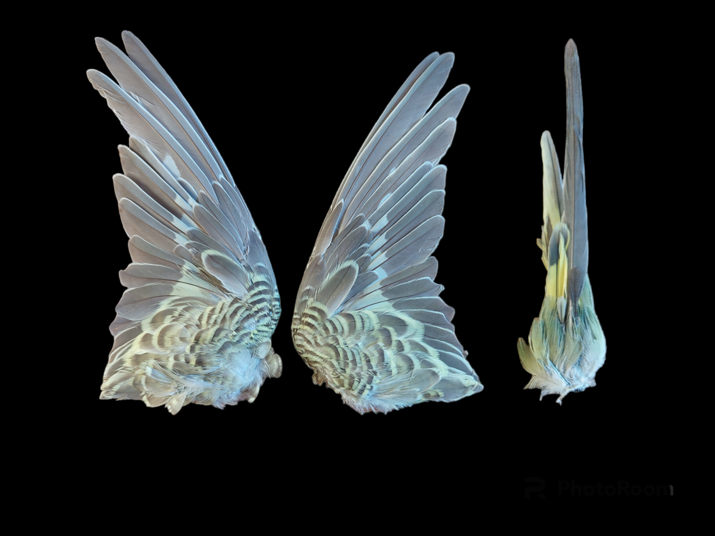 Parakeet set of wings and tail