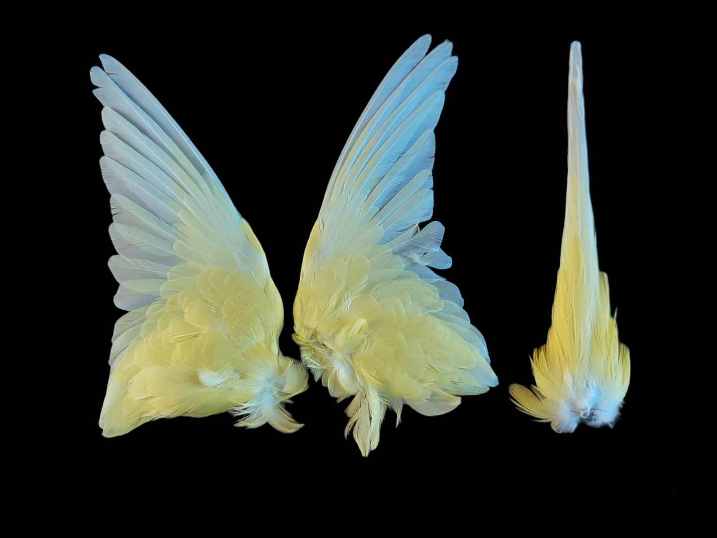 Parakeet set of wings and tail