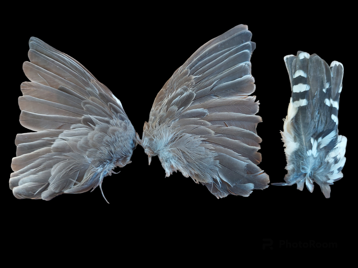 Zebra finch set of wings and tail