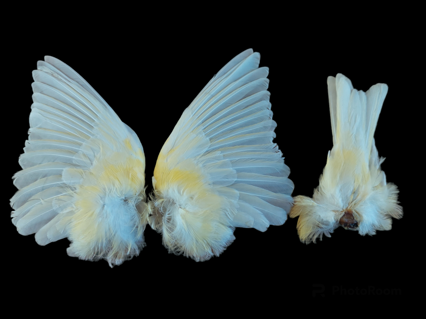 Canary set of wings and tail