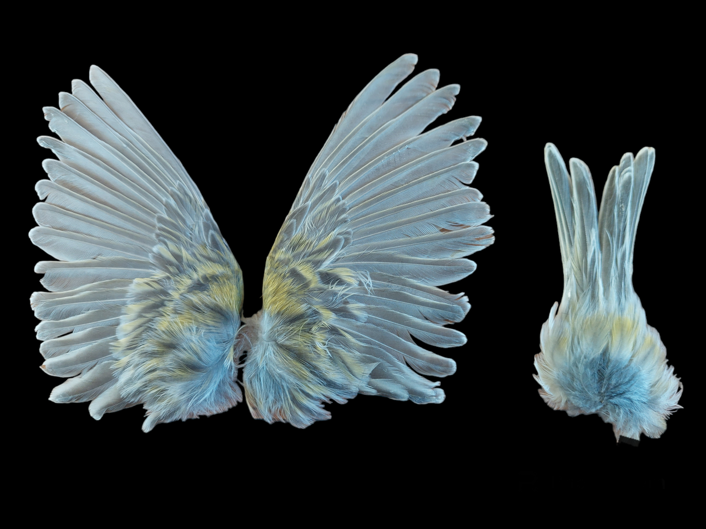 Canary set of wings and tail