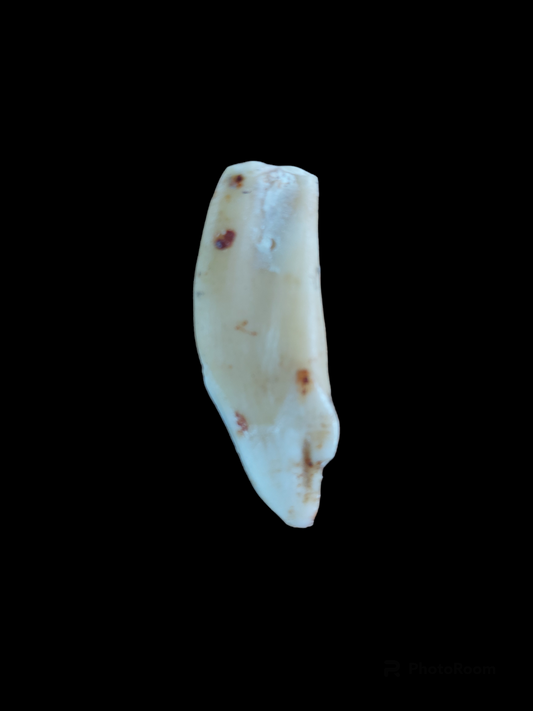 Elk tooth