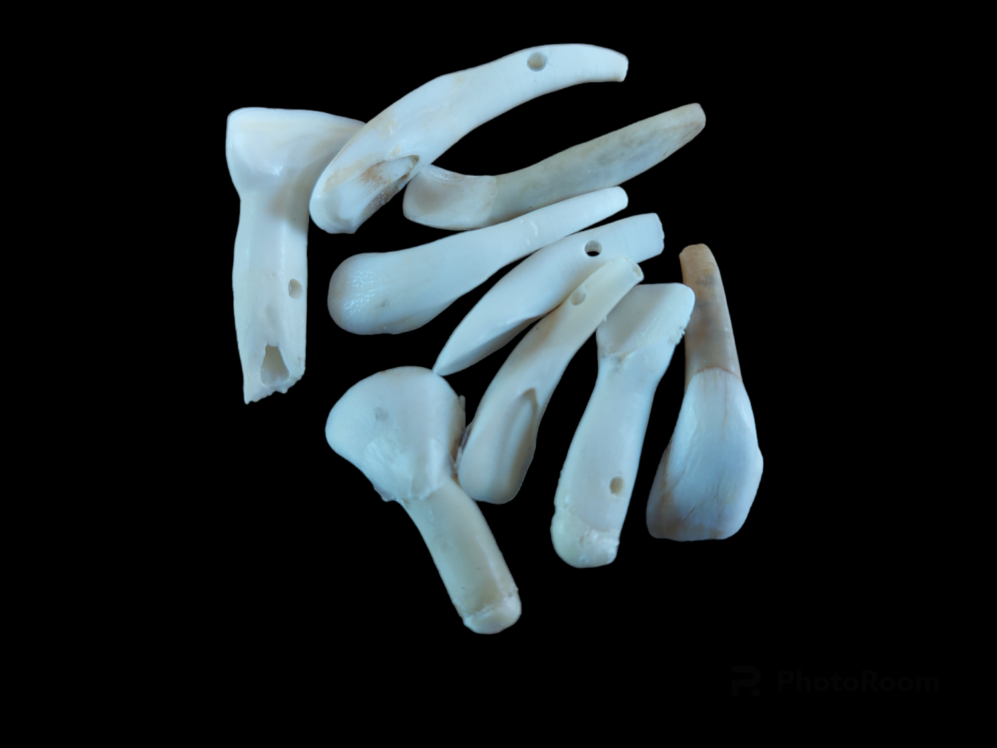 Cow canine teeth