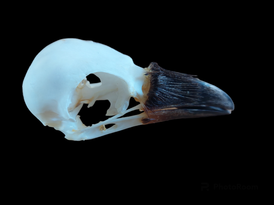 Crow skull #1