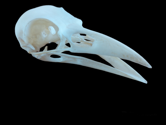 Crow skull #2