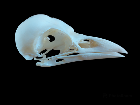 Crow skull #3