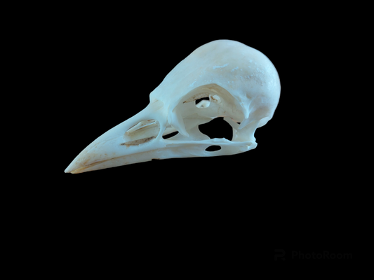Jackdaw skull #2