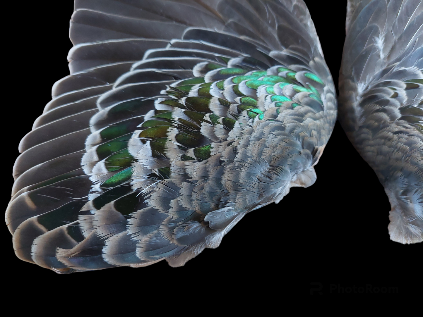 Bronzewing pigeon set of wings and tail