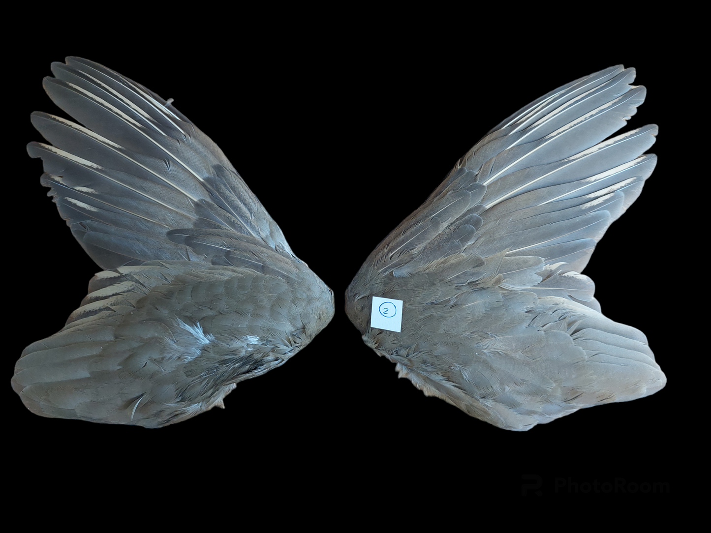 Red partridge set of wings