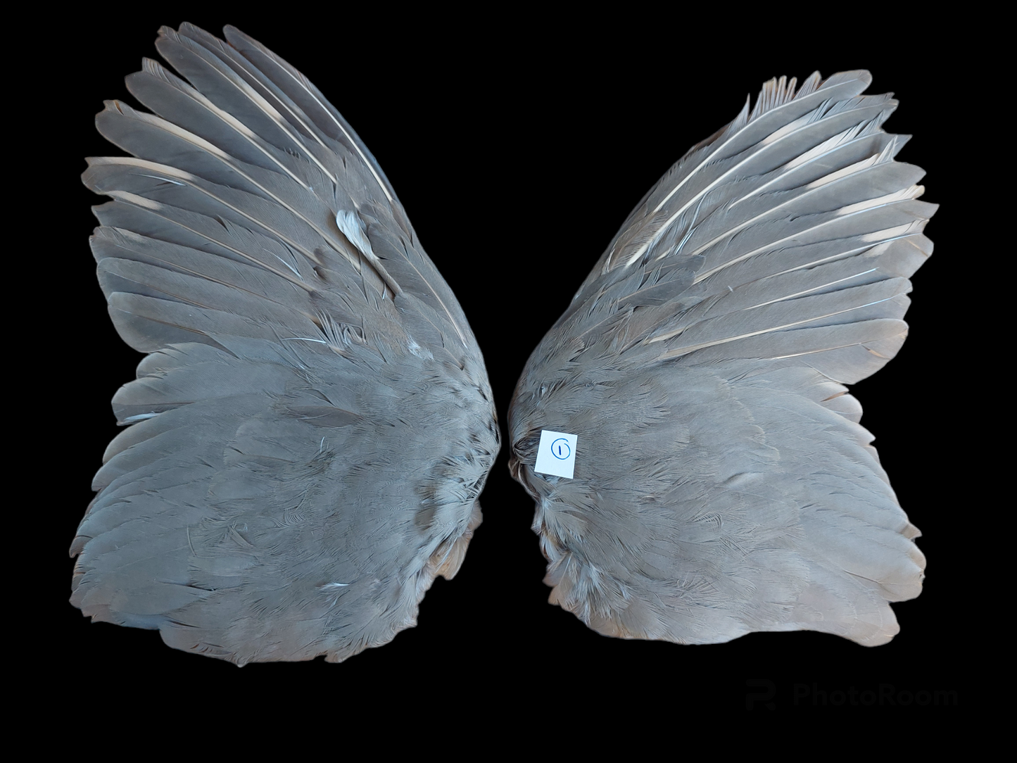 Red partridge set of wings