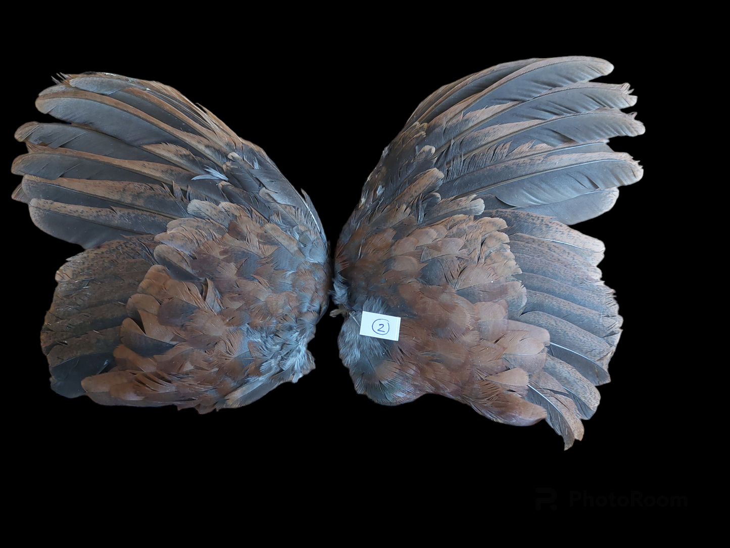 Bamboo partridge set of wings