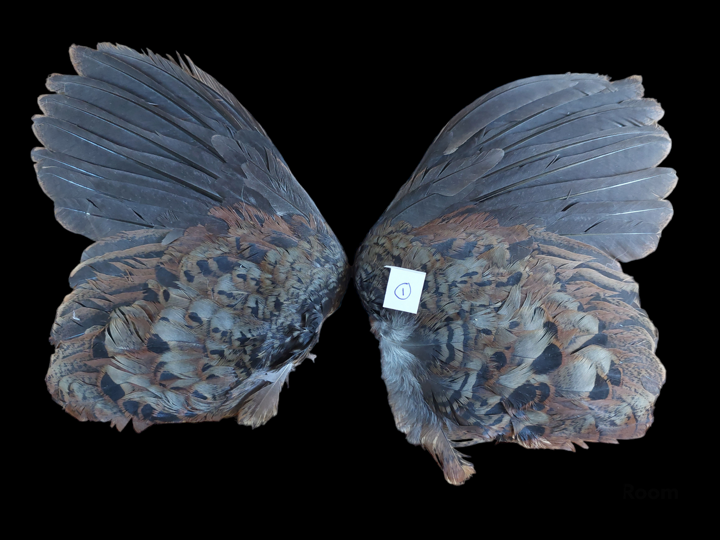 Bamboo partridge set of wings