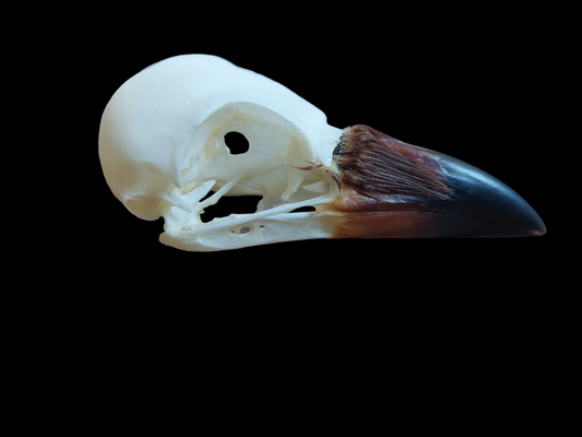 Crow skull #4